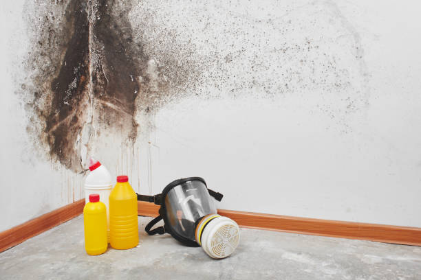 Best Mold Damage Repair  in Tequesta, FL