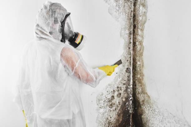 Best Certified Mold Removal  in Tequesta, FL