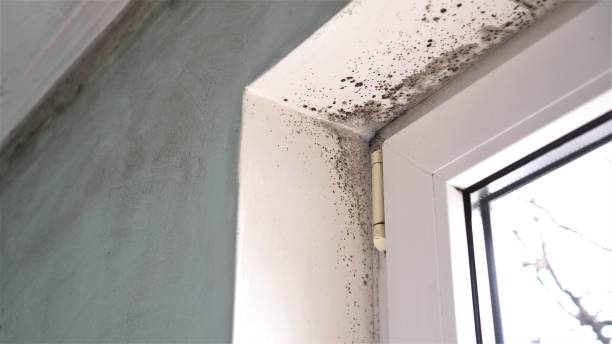 Best Attic Mold Removal  in Tequesta, FL