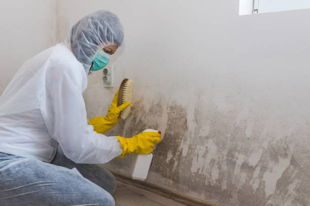 Best Commercial Mold Removal  in Tequesta, FL