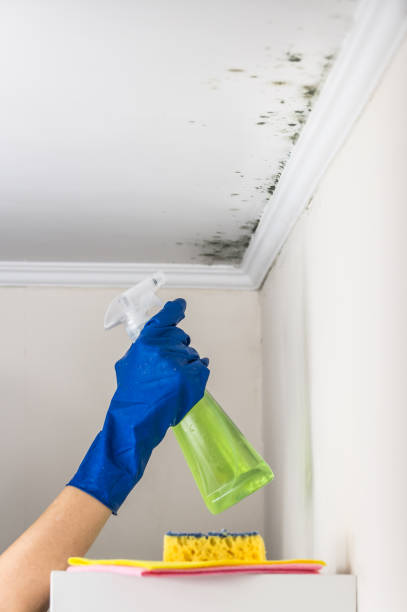 Mold Removal and Inspection in Tequesta, FL